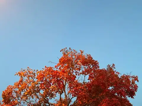Autumn's fiery embrace against a crisp blue sky.